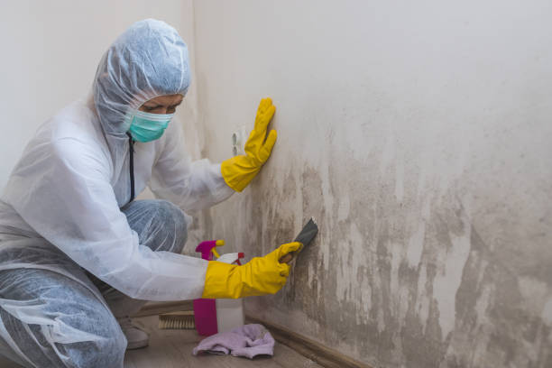 Best Residential Mold Remediation in Medford, NY