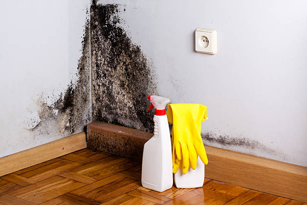 Best Residential Mold Remediation in Medford, NY